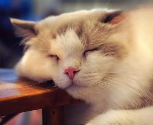 Cat Vomiting: Causes and How to Tell What’s Wrong