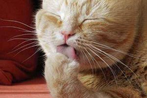 Cat Vomiting Yellow Fluid Several Times a Day: What to Do