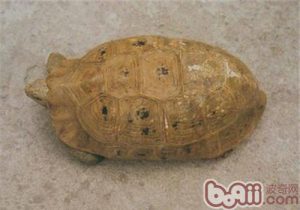Celebes Tortoise