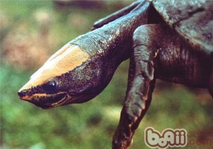 Central American River Turtle