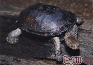 Chaco Side-necked Turtle