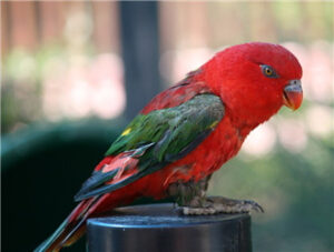 Chattering Lory