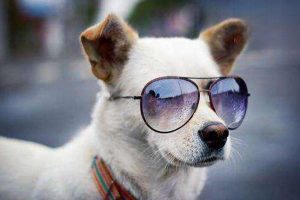 Chemical Burns in Dogs and Cats