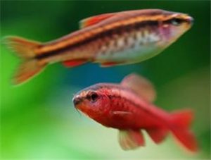 Cherry Barb