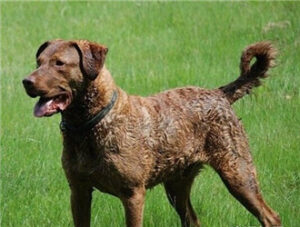 ChesapeakeBayRetriever