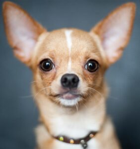 Chihuahua