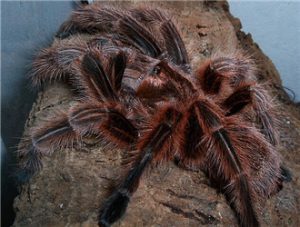 Chilean Flame Tarantula
