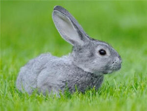 Chinchilla Rabbit
