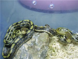 Chinese Beauty Snake