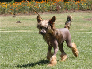 Chinese Crested Dog