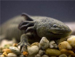 Chinese Giant Salamander