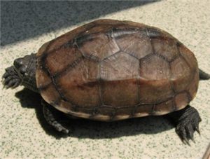 Chinese Pond Turtle (Reeves’ Turtle)