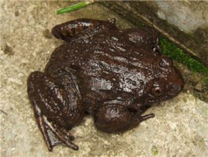 Chinese Rock Frog (Giant Spiny Frog)