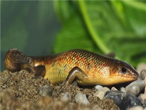 Chinese Skink (Chinese Blue-tailed Skink)
