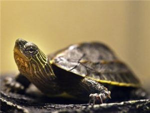 Chinese Striped-neck Turtle