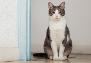 Pet CoQ10 Supplements Reviewed: Picking One That Genuinely Supports Heart Health
