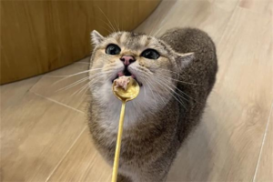 How to Tell If Your Cat Is Full?