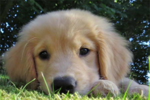 How to Train a Golden Retriever to Retrieve?