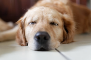Why Is My Dog So Sleepy in Summer?