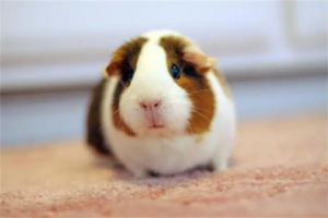 What to Do If Your Guinea Pig Won’t Eat?