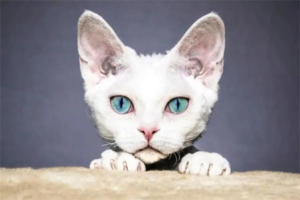 Is It Normal for a Cat’s Ears to Feel Hot?