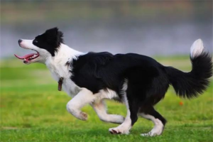How to Train a Puppy to Fetch