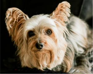 Can Dogs Get Annoyed With Their Owners?