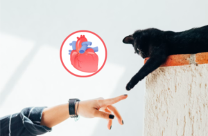 How to Choose CoQ10 for Your Cat