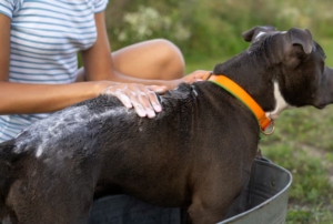 How Often Should You Bathe Your Dog in Summer?