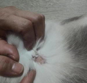 A Cat Ringworm Case: Diagnosis and Treatment