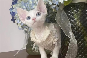 Why Is Your Cat Vomiting White Foam?