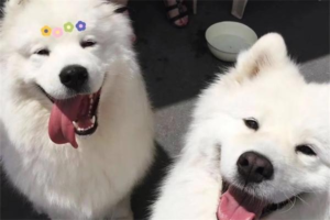 Can Dogs Eat Ice Cream?