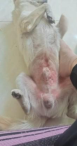 Dog Skin Redness and Hives: A Recovery Case