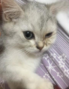 Cat Eye Swelling and Tearing: A Recovery Case
