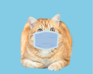 Smells Cats Hate Most (and Why They Matter)