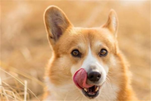 Is It OK Not to Dock a Corgi’s Tail?