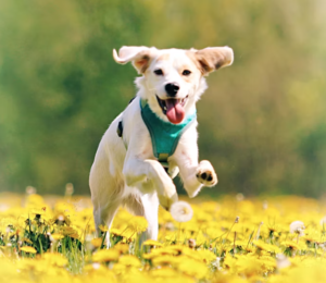 CoQ10 for Senior Pets with Early Heart Enlargement: What Owners Should Know