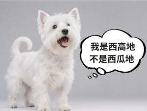 Do West Highland White Terriers Bark a Lot? Yes — Here’s Why
