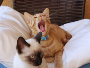 Yes, Cats Get Jealous: 5 Signs to Watch For