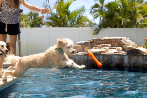 Can Swimming Help a Dog with a Luxating Patella?