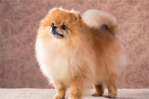 Can Canine Parvovirus Spread to Humans?