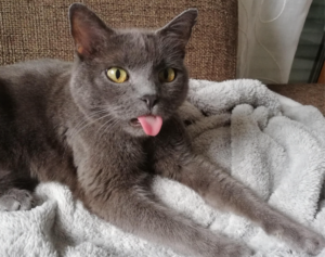 How to Stop Your Cat from Peeing on the Bed