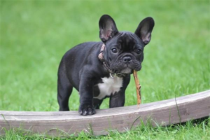 What Types of Dog Collars Are Available?