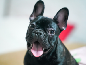 Goodbye Dog Smell: How to Cut Summer Odor