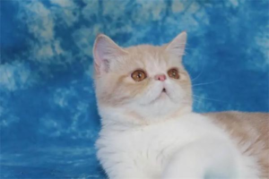 Can Obesity Cause Fatty Liver in Cats?