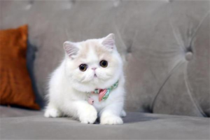 Why Human Cold Medicine Is Dangerous for Pets