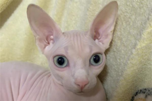 Which Cat Breeds Rarely Bite? (And Why Personality Still Wins)