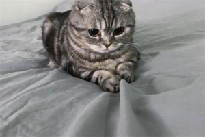 Why Are Cats So Good at Catching Mice?