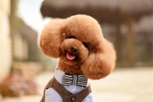 How to Tell If Your Dog Has Canine Distemper