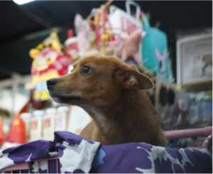 Dog CoQ10 Buyer’s Guide: What Actually Makes a Product Work